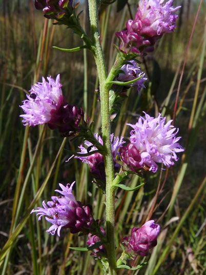 {Liatris aspera}